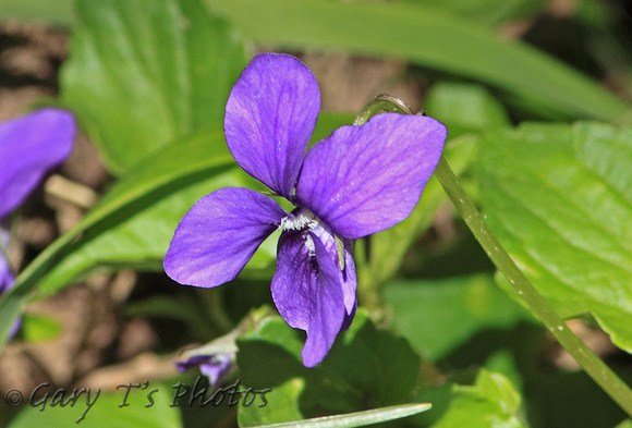 English Violet (Viola odorata)