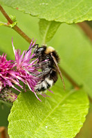 Garden Bumblebee (Bombus hortorum)