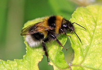 Bombus hortorum (Garden Bumblebee)
