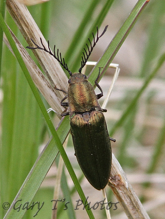 Comb Skipjack (Ctenicera pectinicornis)