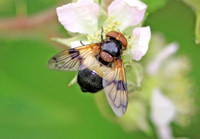 Volucella pelluscens (Great Pied Hoverfly)