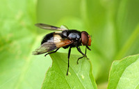 Great Pied Hoverfly (Volucella pelluscens-Male)