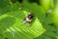 Great Pied Hoverfly (Volucella pelluscens)