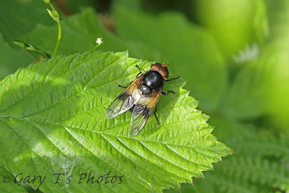 Great Pied Hoverfly (Volucella pelluscens)