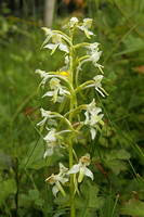 Greater Butterfly Orchid (Platanthera chlorantha)