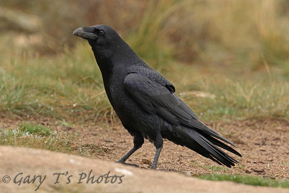 Common Raven (Adult)