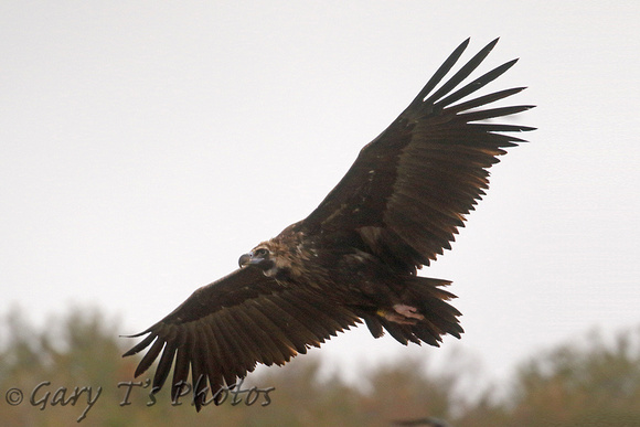 European Black Vulture (Subadult)