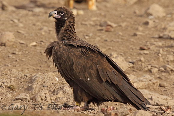 European Black Vulture (Juvenile)