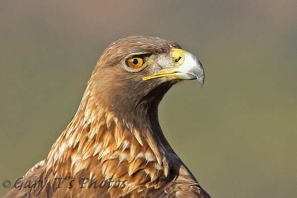 Golden Eagle (Male)