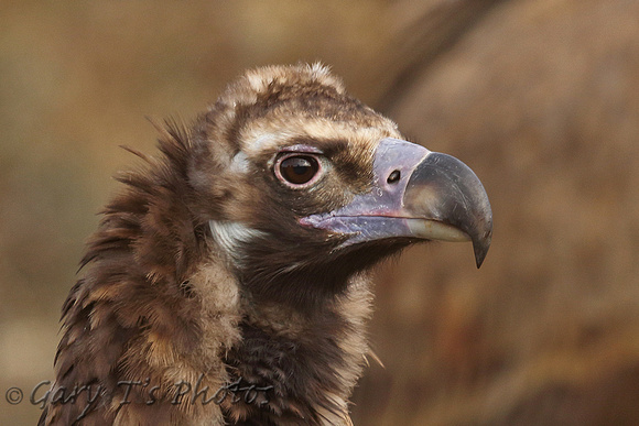 European Black Vulture (Subadult)