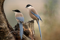Azure-winged Magpie (Adults)