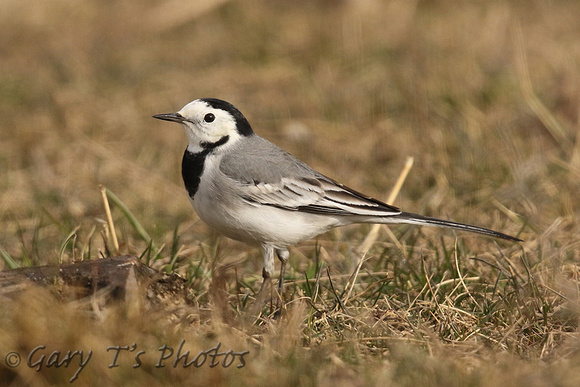 White Wagtail (Male Summer)