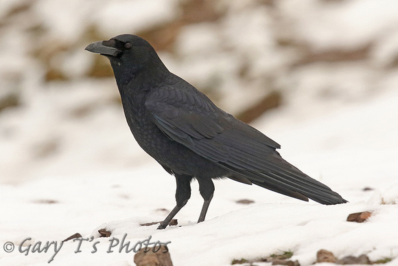 Carrion Crow (Adult)