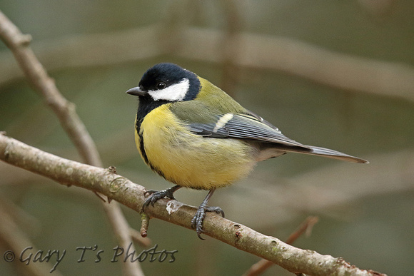 Great Tit (Adult)