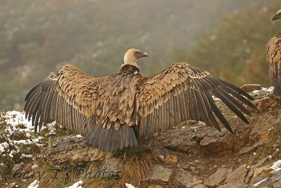 Griffon Vulture (Juvenile)