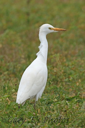 Western Cattle Egret (Adult Winter)