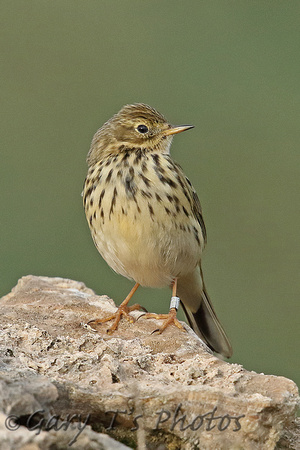 Meadow Pipit (Adult)