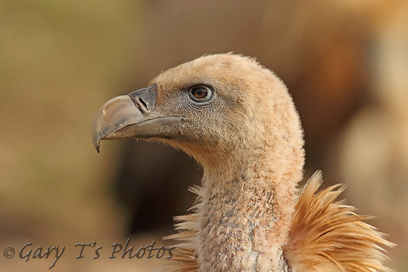 Griffon Vulture (Juvenile)