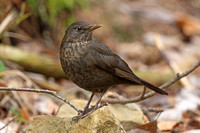 Blackbird (Female)