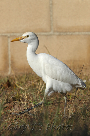 Western Cattle Egret (Adult Winter)