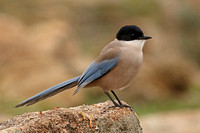 Azure-winged Magpie (Adult)