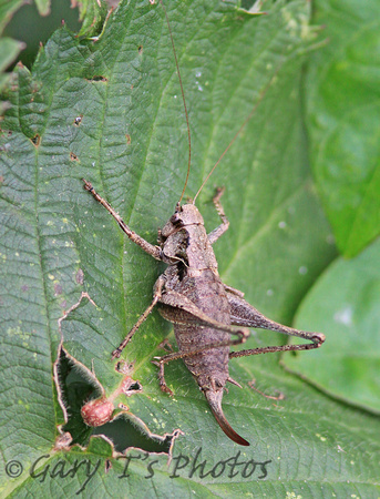 Dark Bush Cricket (Female)
