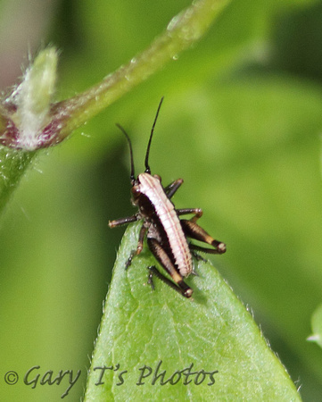 Dark Bush Cricket (Immature Male)