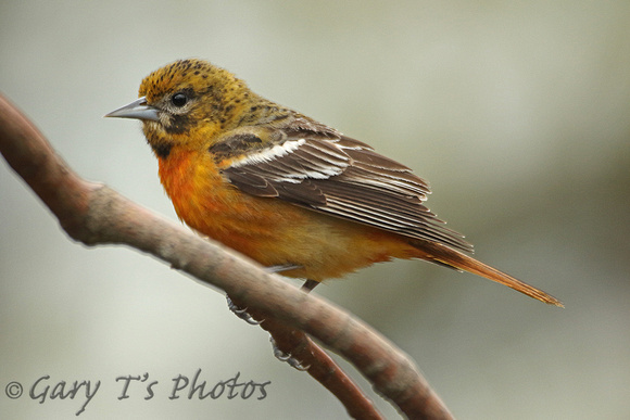 Baltimore Oriole (1st Summer Male)