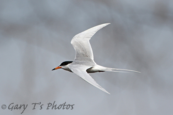 Forsters Tern (Adult Summer)