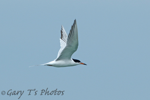 Common Tern (Adult Summer)