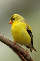 American Goldfinch (Female)