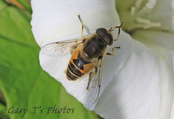 Drone Fly (Eristalis arbustorum)