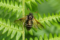 Club-horned Sawfly (Abia sericea?)