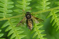 Club-horned Sawfly (Abia sericea)