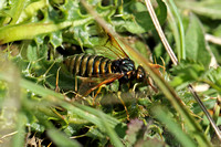 Sawfly - Club-horned Sawfly (Abia sericea)