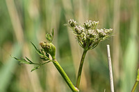 Milk-parsley (Peucedanum palustre)