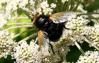 Giant Tachinid Fly (Tachina grossa)