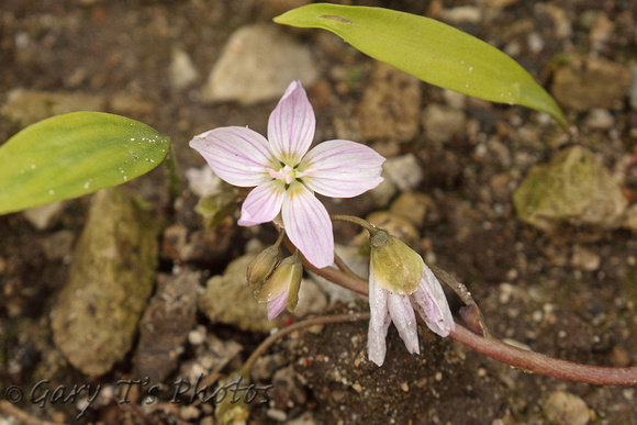 Virginia Spring Beauty (Clayton virginica)