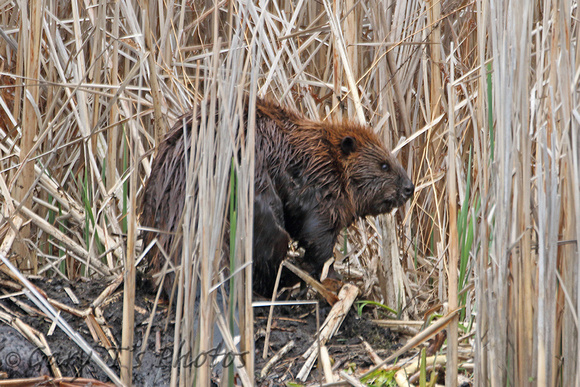 North American Beaver (Castor canadensis)