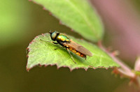 Soldier Fly-Broad Centurion (Chloromyia formosa)