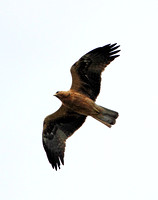 Booted Eagle (2nd Summer)