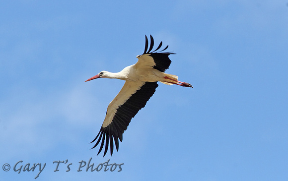 White Stork (Adult)