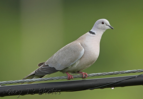 Collared Dove (Adult)