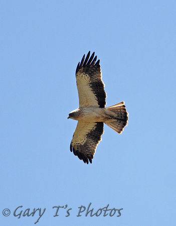 Booted Eagle (Adult-Pale)
