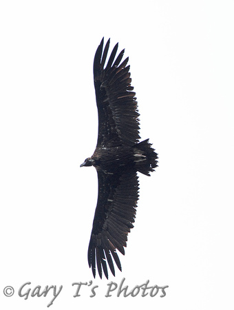 European Black Vulture (Adult)