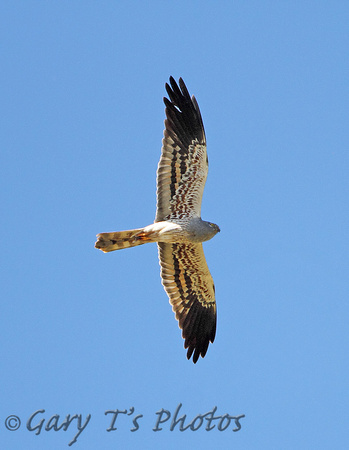 Montagus Harrier (Male)