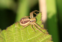 Common Crab Spider (Xysticus cristatus)