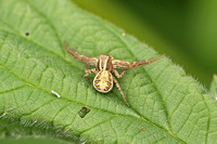 Common Crab Spider (Xysticus cristatus)