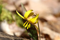 Yellow Trout Lily (Erythronium americium)