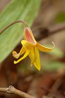 Yellow Trout Lily (Erythronium americium)